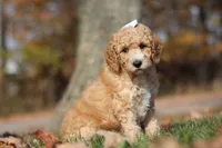 June (AKC), a female Poodle - Miniature  for sale in Millersburg, OH – 4 of 9