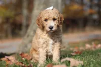 June (AKC), a female Poodle - Miniature  for sale in Millersburg, OH – 3 of 9