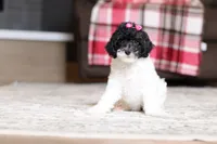 Holly, a female Poodle - Miniature  for sale in Millersburg, OH – 3 of 4