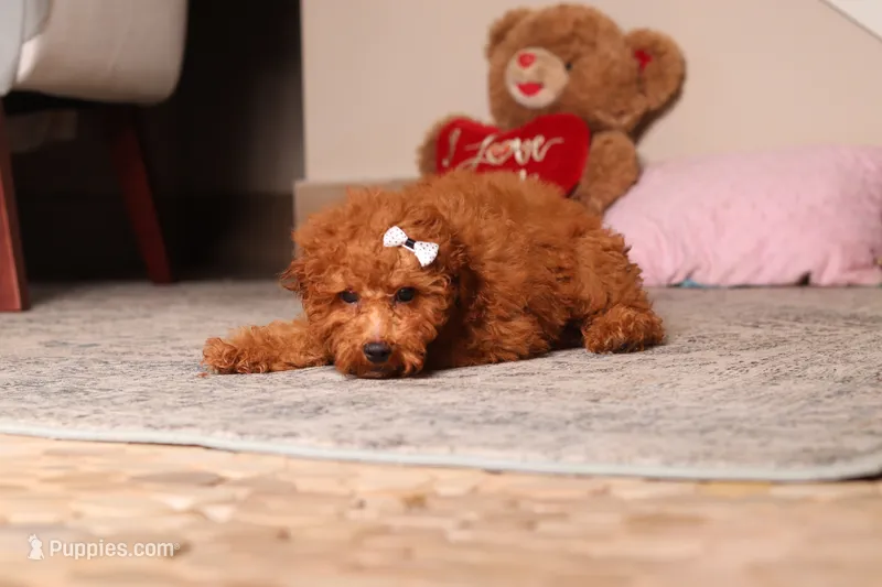 Ruby – Poodle - Miniature  puppy for sale in Millersburg, OH