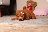 Ruby, a female Poodle - Miniature  for sale in Millersburg, OH – 1 of 5