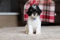 Hunter, a male Poodle - Miniature  for sale in Millersburg, OH – 2 of 5