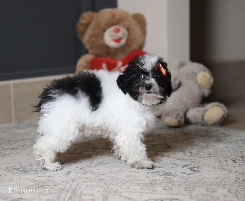 Rose – Poodle - Toy  puppy for sale in Millersburg, OH