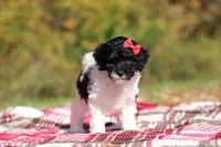 Jillie (AKC), a female Poodle - Miniature  for sale in Millersburg, OH – 6 of 8