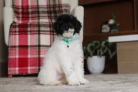 Harley, a male Poodle - Miniature  for sale in Millersburg, OH – 4 of 7