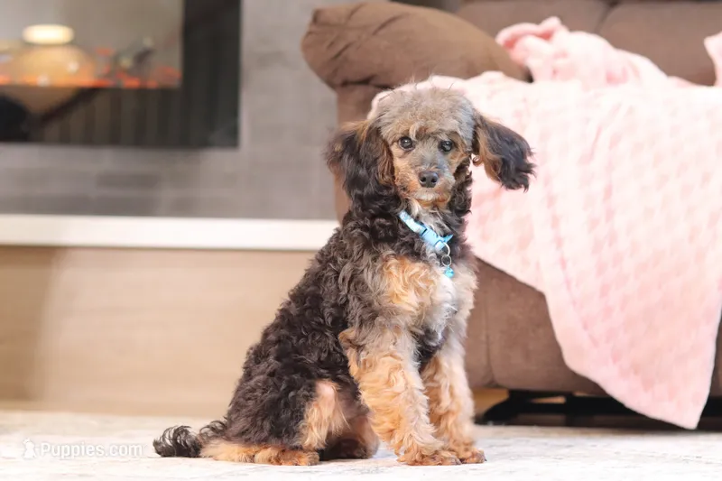 Ranger – Poodle - Miniature  puppy for sale in Millersburg, OH