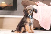 Ranger, a male Poodle - Miniature  for sale in Millersburg, OH – 1 of 7