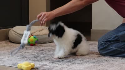 Domino (AKC), a male Poodle - Miniature  for sale in Millersburg, OH – 7 of 7
