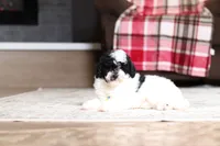 Domino, a male Poodle - Miniature  for sale in Millersburg, OH – 4 of 5