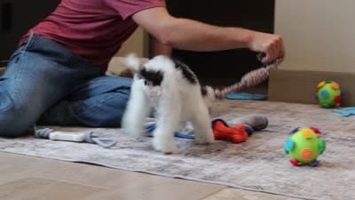 Harper, a female Poodle - Miniature  for sale in Millersburg, OH – 7 of 7