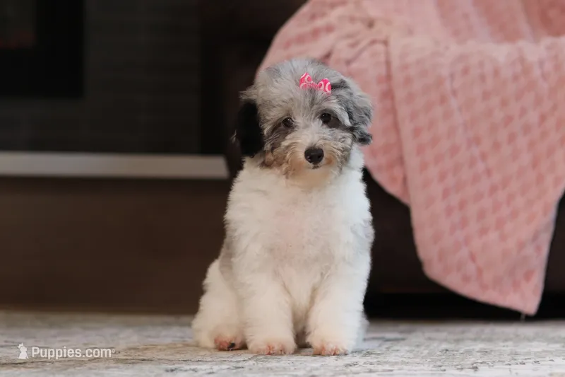 Bella (AKC) – Poodle - Miniature  puppy on hold in Millersburg, OH