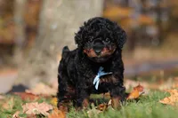 Carson (AKC), a male Poodle - Miniature  for sale in Millersburg, OH – 6 of 8