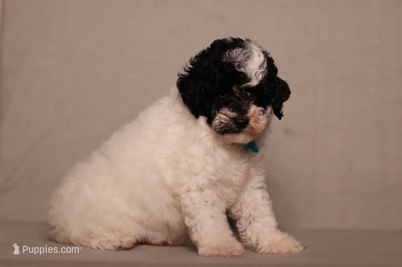 Domino – Poodle - Miniature  puppy for sale in Millersburg, OH
