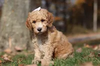 June (AKC), a female Poodle - Miniature  for sale in Millersburg, OH – 7 of 9