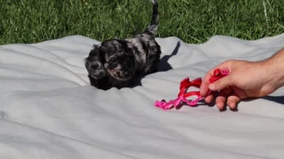 Bristol (AKC), a female Dachshund for sale in Millersburg, OH – 5 of 5