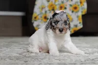 Mabel, a female Poodle - Miniature  for sale in Millersburg, OH – 3 of 5