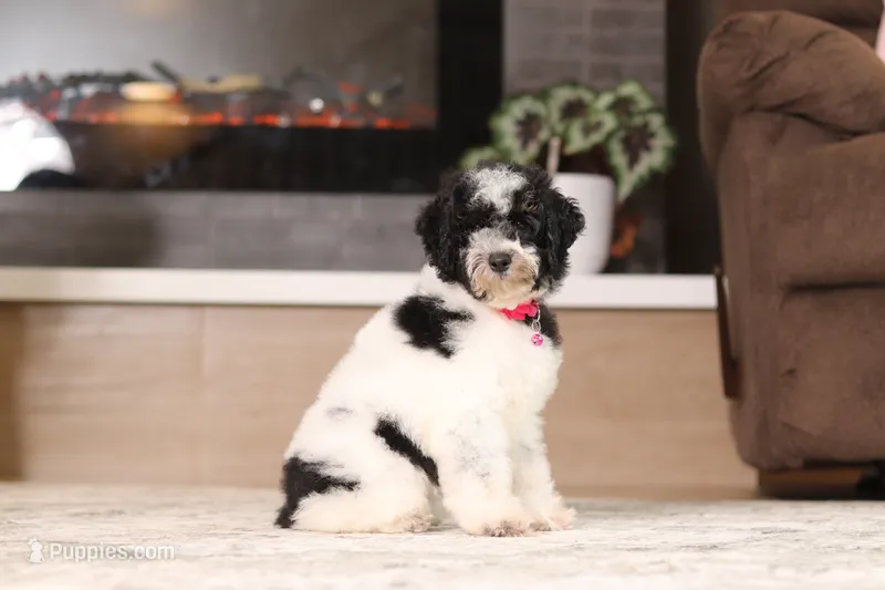 Millie (AKC) – Poodle - Miniature  puppy for sale in Millersburg, OH