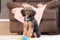 Ranger, a male Poodle - Miniature  for sale in Millersburg, OH – 3 of 7