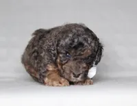 Ace, a male Poodle - Miniature  for sale in Millersburg, OH – 4 of 4