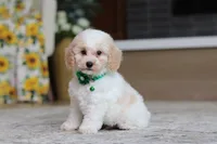 Charlie (AKC), a male Poodle - Miniature  for sale in Millersburg, OH – 5 of 7