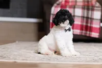 Harley, a male Poodle - Miniature  for sale in Millersburg, OH – 2 of 4