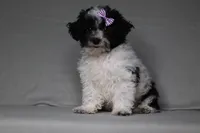 Rose, a female Poodle - Toy  for sale in Millersburg, OH – 1 of 5