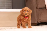 Murphy (AKC), a male Poodle - Miniature  for sale in Millersburg, OH – 2 of 7