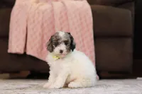 Jett, a male Poodle - Miniature  for sale in Millersburg, OH – 2 of 4