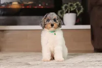 Mabel (AKC), a female Poodle - Miniature  for sale in Millersburg, OH – 2 of 7