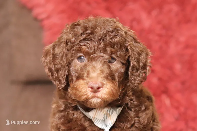Jax (AKC), a male Poodle - Miniature  for sale in Millersburg, OH – 1 of 6