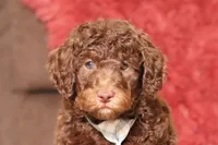 Jax (AKC), a male Poodle - Miniature  for sale in Millersburg, OH – 1 of 6