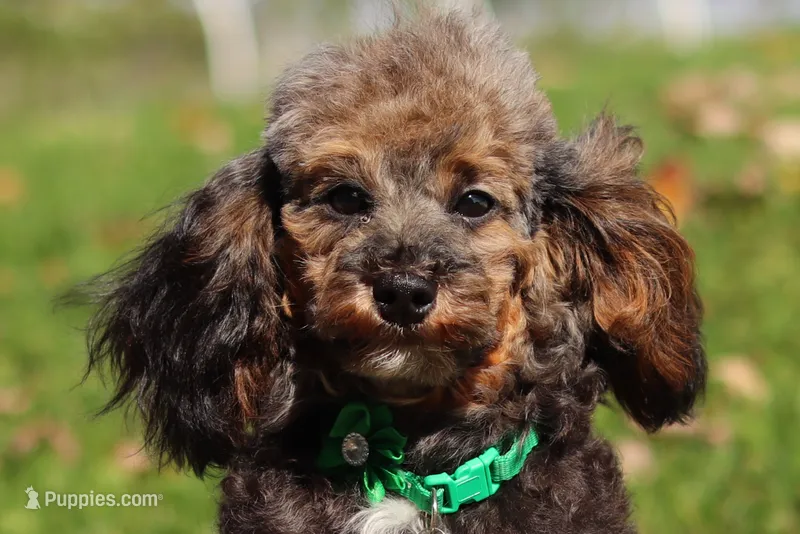 Ranger (AKC) – Poodle - Miniature  puppy for sale in Millersburg, OH