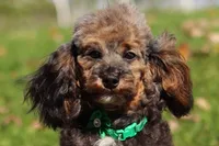 Ranger (AKC), a male Poodle - Miniature  for sale in Millersburg, OH – 1 of 7