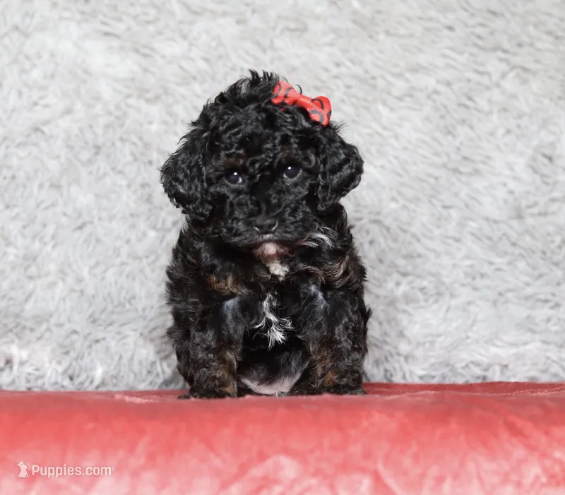 Ember – Poodle - Miniature  puppy for sale in Millersburg, OH
