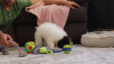 Amber (AKC), a female Poodle - Miniature  for sale in Millersburg, OH – 7 of 7