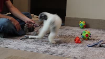 Mabel (AKC), a female Poodle - Miniature  for sale in Millersburg, OH – 7 of 7