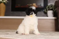 Domino (AKC), a male Poodle - Miniature  for sale in Millersburg, OH – 5 of 7