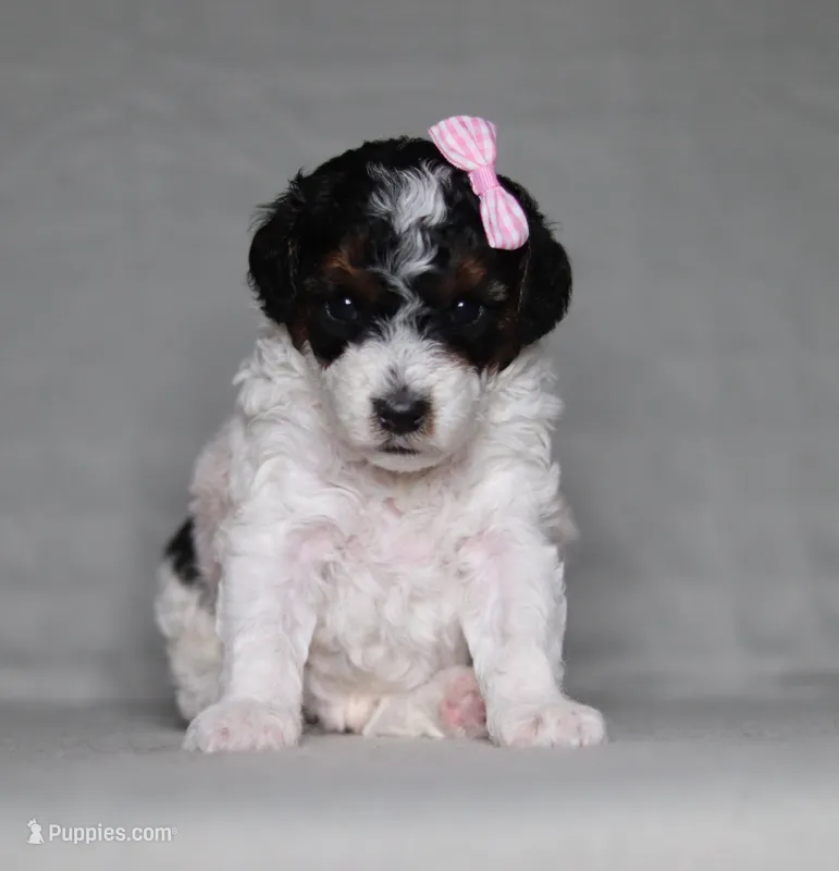 Avery – Poodle - Miniature  puppy for sale in Millersburg, OH
