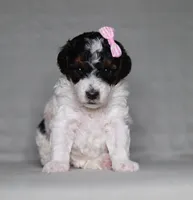 Avery, a female Poodle - Miniature  for sale in Millersburg, OH – 1 of 3
