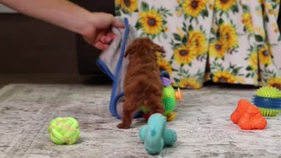 Vanna, a female Poodle - Miniature  for sale in Millersburg, OH – 4 of 4