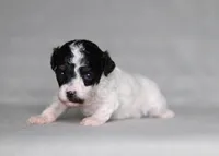 Harper, a female Poodle - Miniature  for sale in Millersburg, OH – 3 of 5