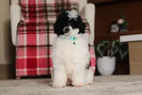Domino (AKC), a male Poodle - Miniature  for sale in Millersburg, OH – 3 of 7
