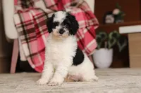 Milo (AKC), a male Poodle - Miniature  for sale in Millersburg, OH – 5 of 7
