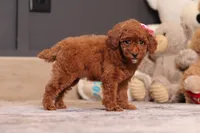 Valerie, a female Poodle - Miniature  for sale in Millersburg, OH – 3 of 4