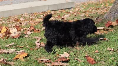 Janice (AKC), a female Poodle - Miniature  for sale in Millersburg, OH – 6 of 6