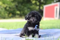 Dash (AKC), a male Poodle - Miniature  for sale in Millersburg, OH – 3 of 4