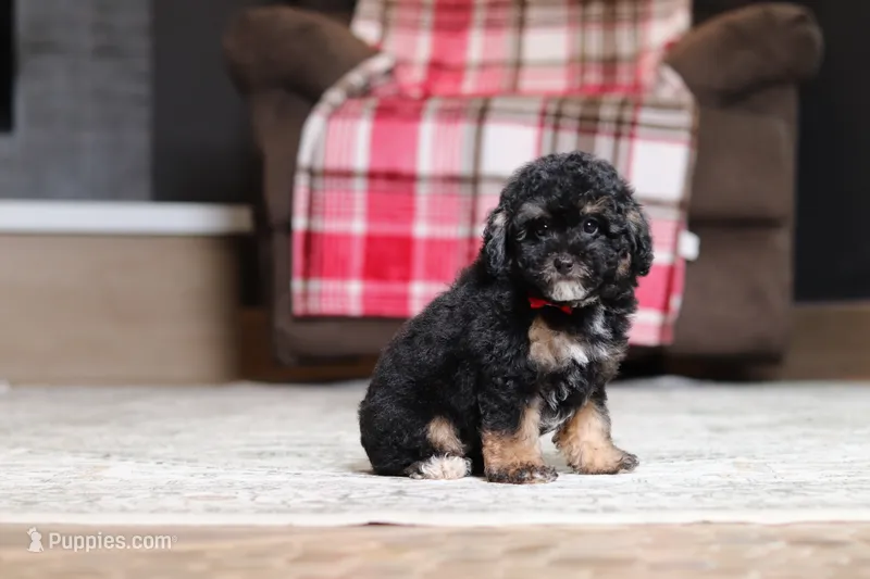 Axel – Poodle - Miniature  puppy for sale in Millersburg, OH