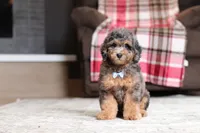Ace, a male Poodle - Miniature  for sale in Millersburg, OH – 4 of 5