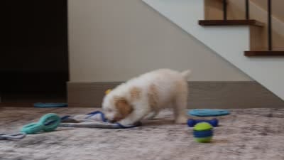 Monty (AKC), a male Poodle - Miniature  for sale in Millersburg, OH – 7 of 7