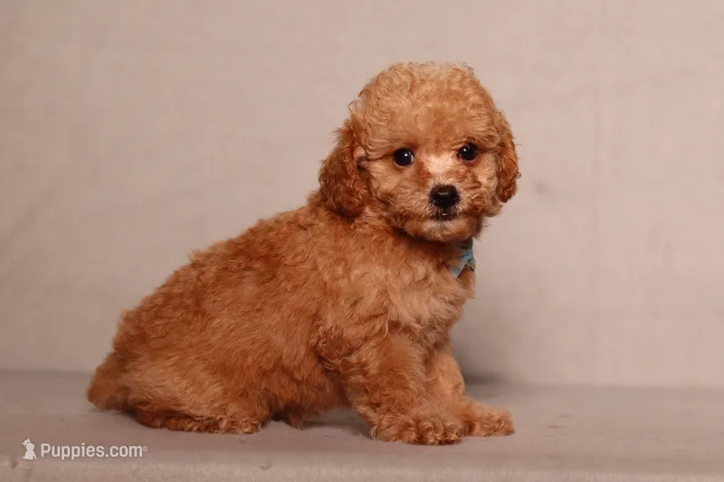 Asher – Poodle - Miniature  puppy for sale in Millersburg, OH